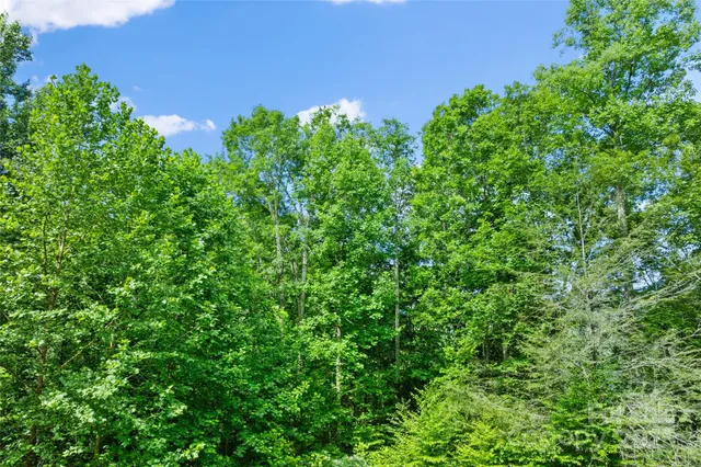 a view of a garden with plants