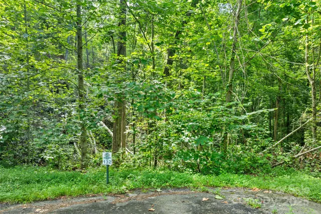 a view of a yard with plants and large trees