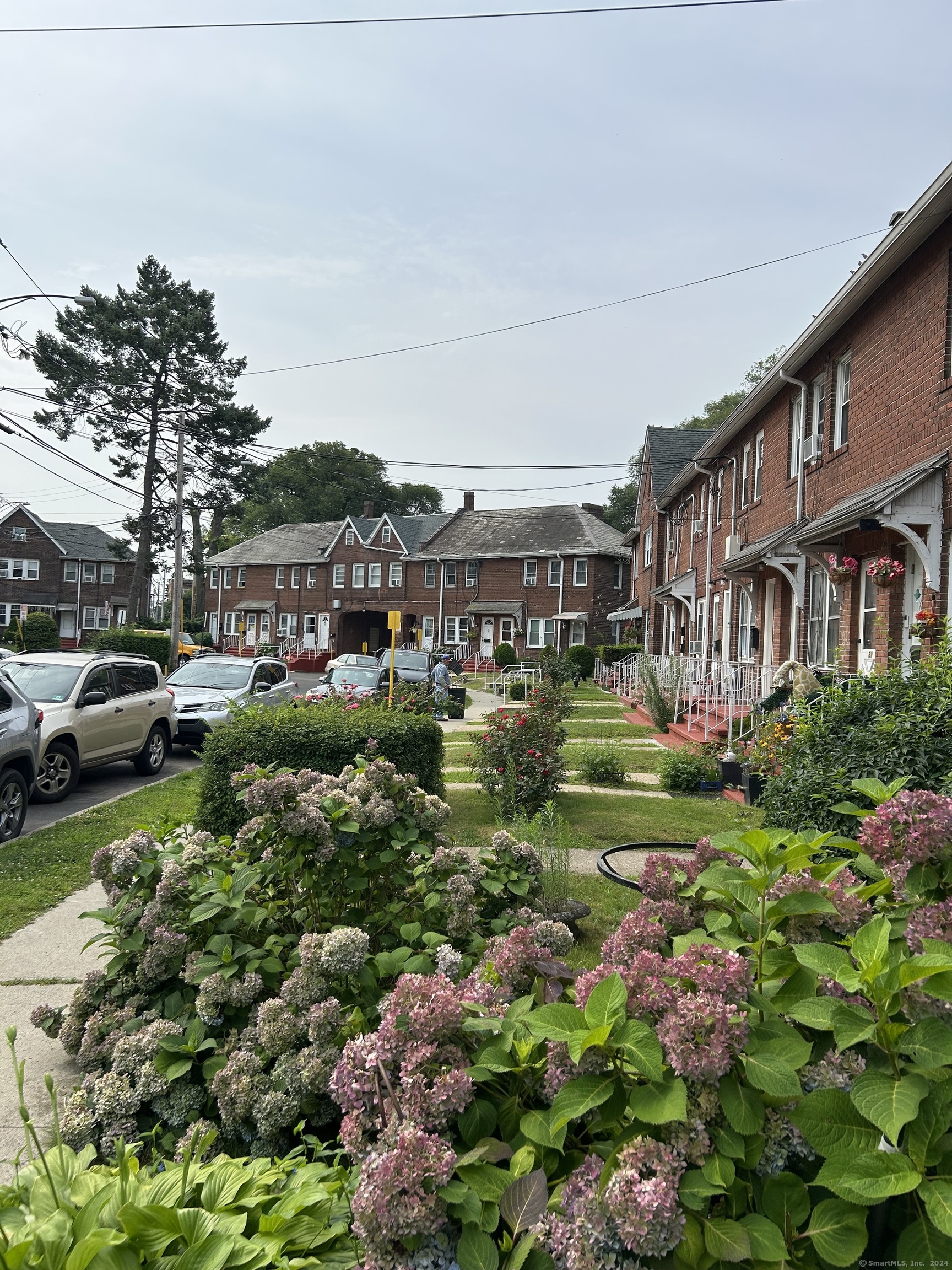 a view of a big yard with plants and large trees