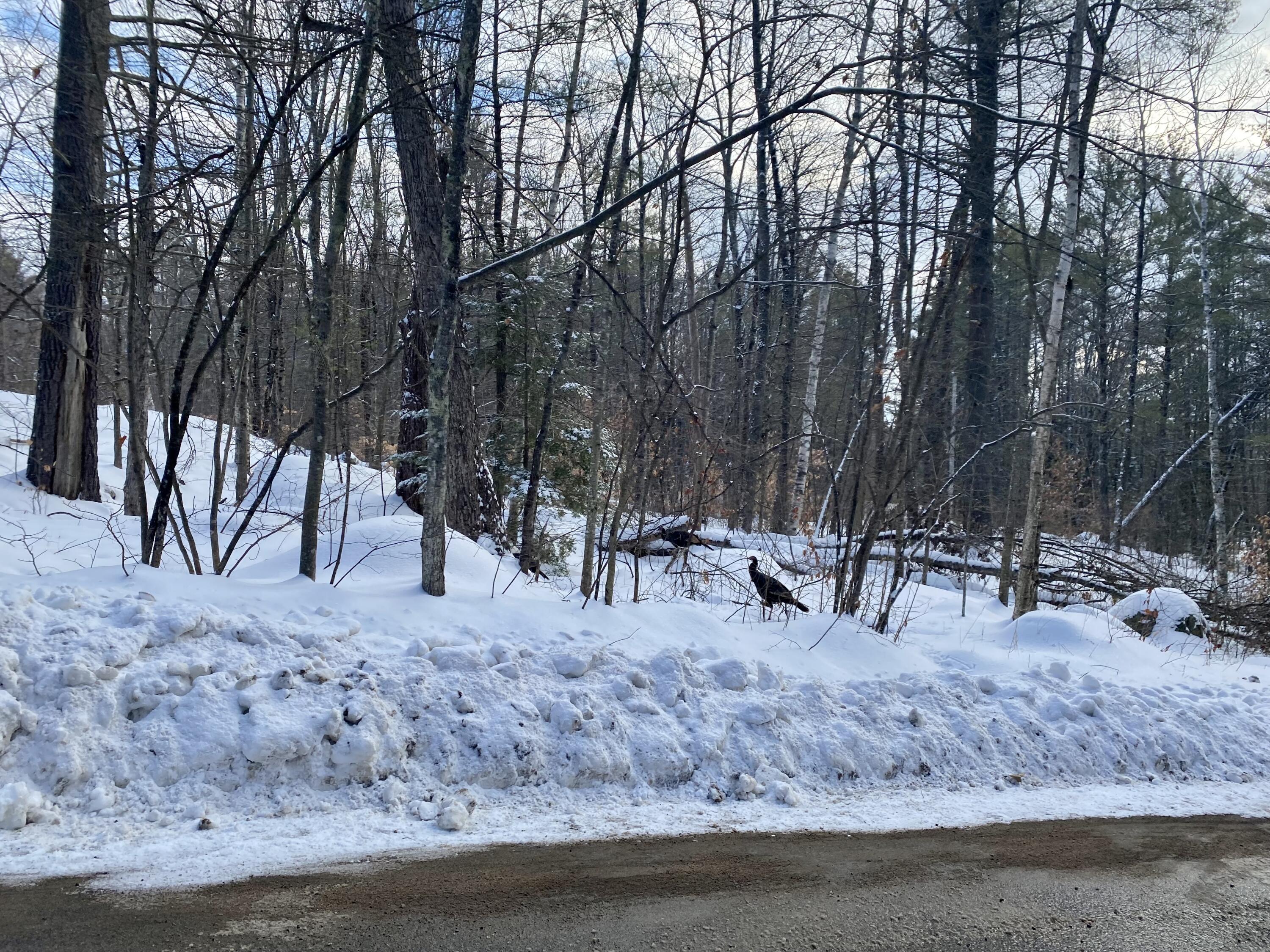 Plenty of wildlife sign!