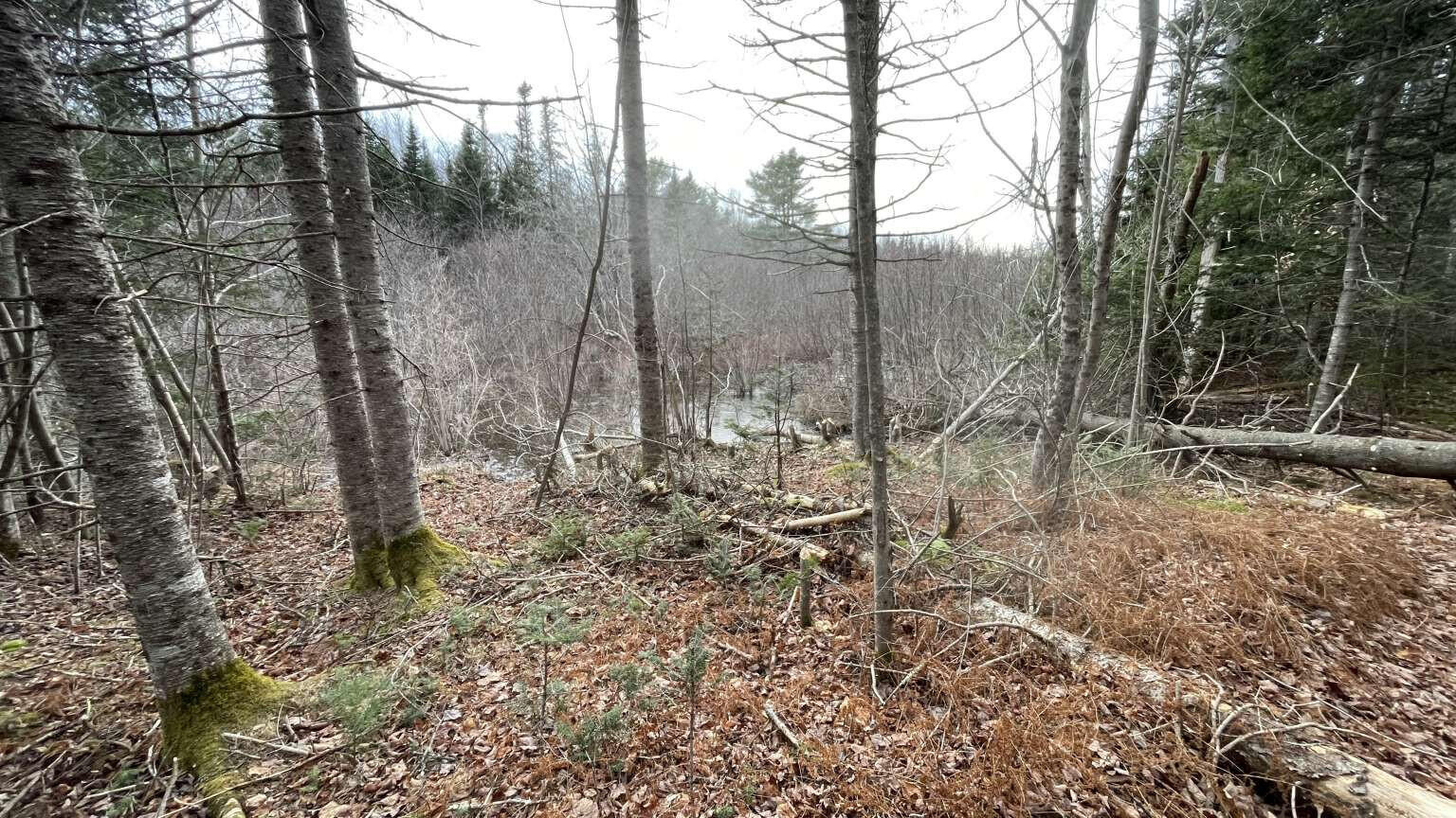 94 Green Valley Road Stockton Springs, ME 04981 - Photo 32 of 38 Riiska.32
