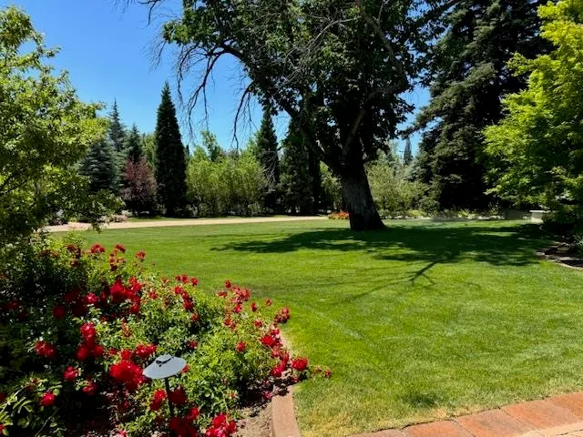 a view of a garden with flowers and trees
