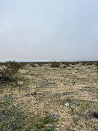 a view of ocean and tall trees