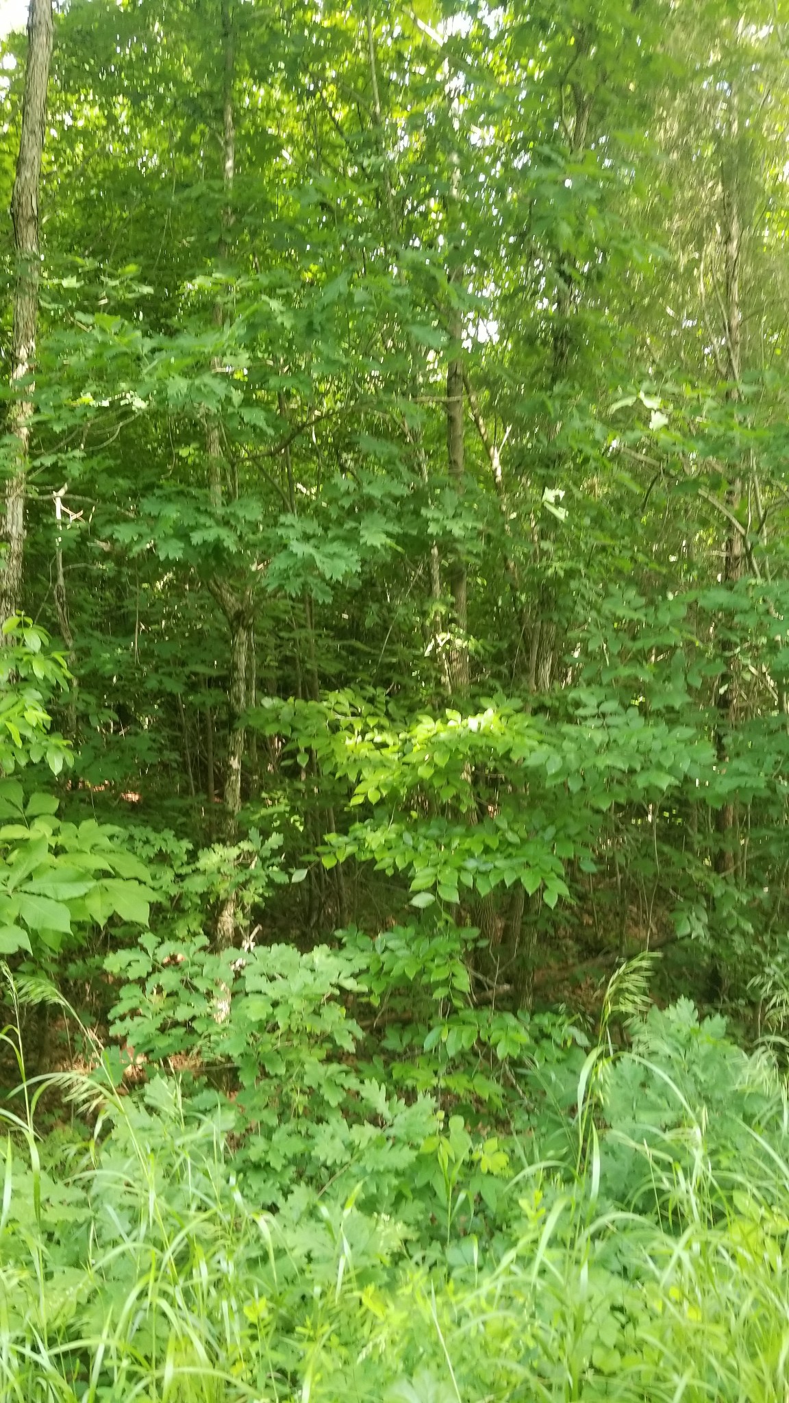 0 Morgan Creed Road Sugar Tree, TN 38380 - Photo 2 of 13 Gallery Image 2