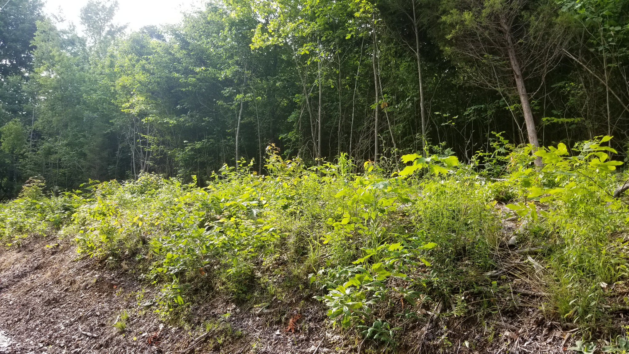0 Morgan Creed Road Sugar Tree, TN 38380 - Photo 11 of 13 Gallery Image 11