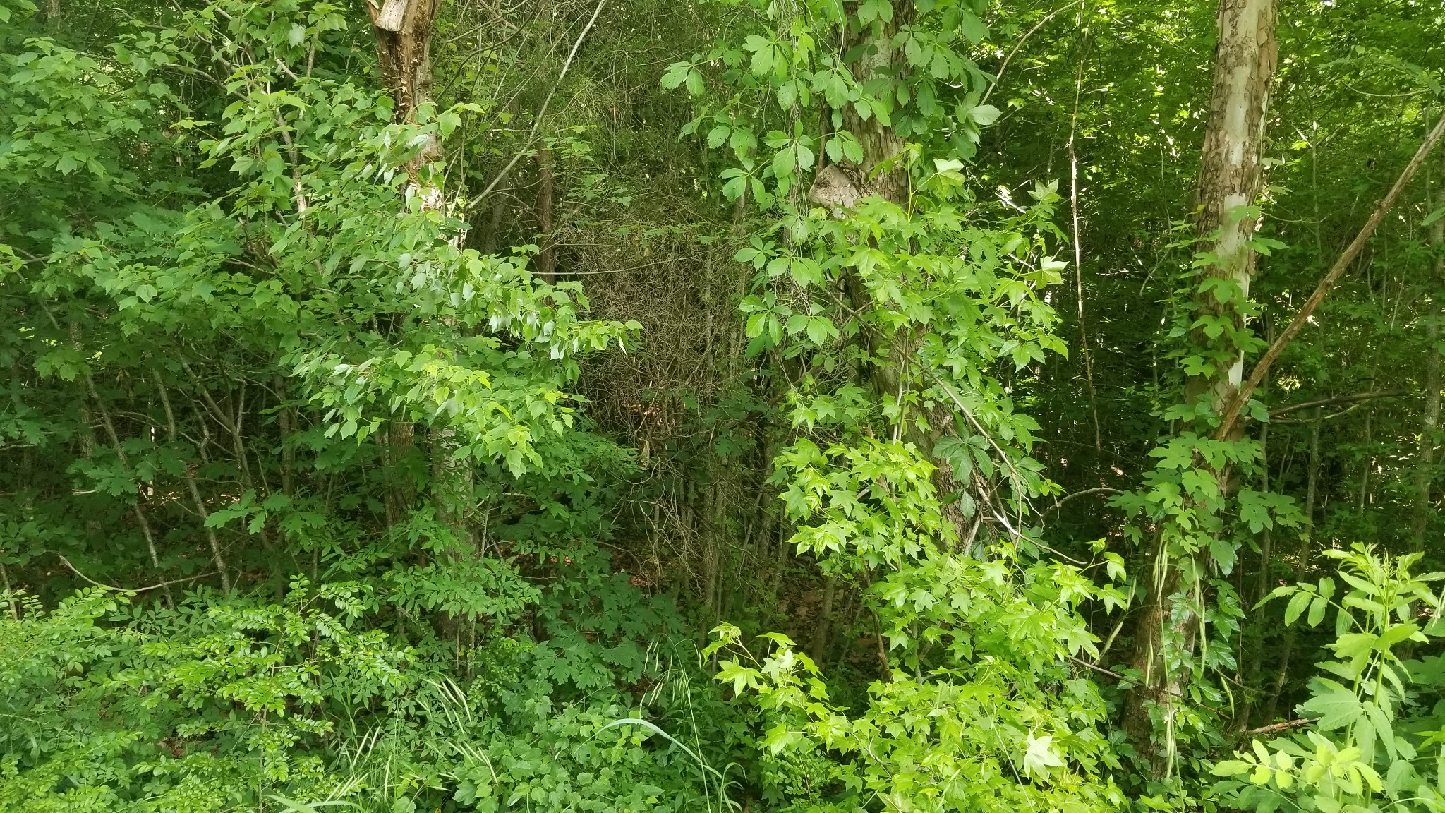 0 Morgan Creed Road Sugar Tree, TN 38380 - Photo 3 of 13 Gallery Image 3