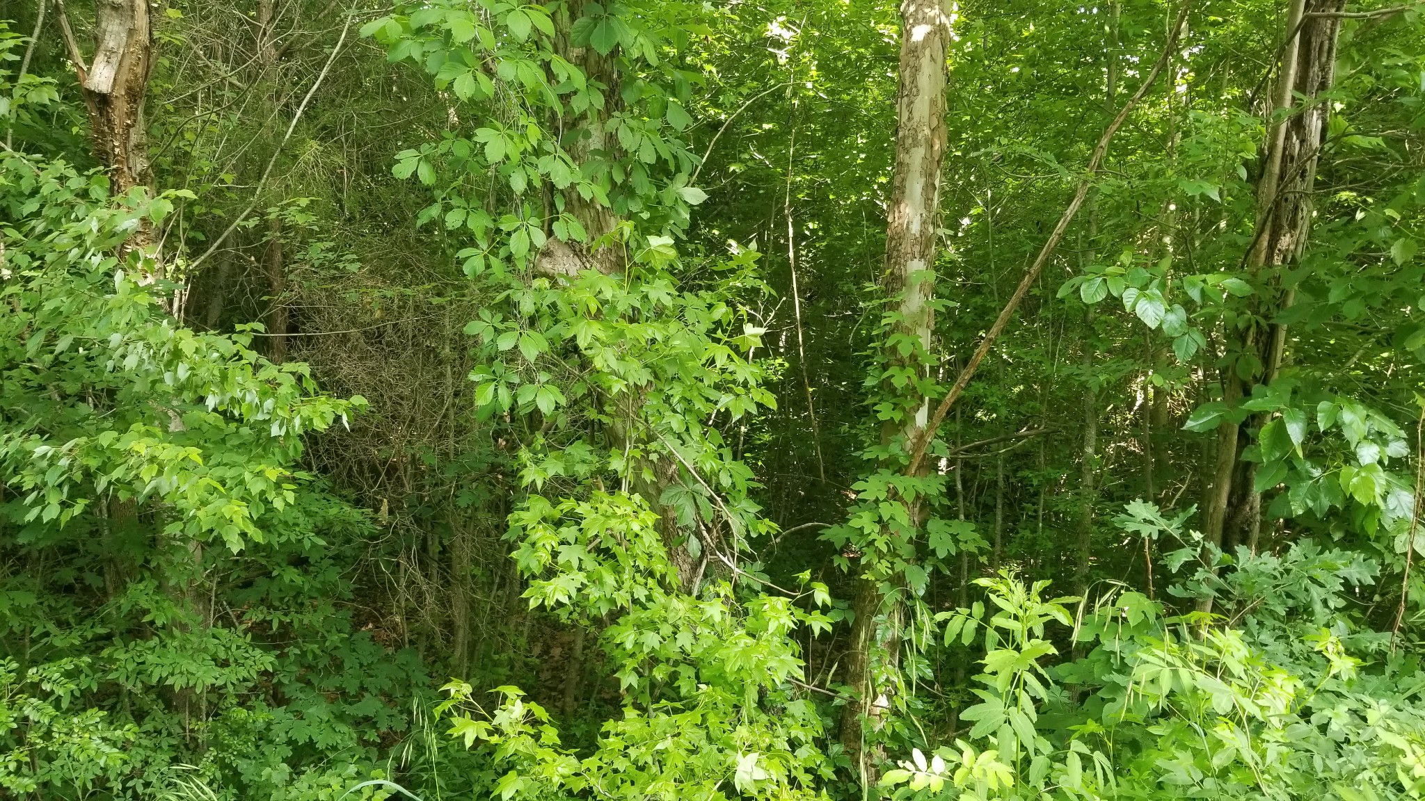 0 Morgan Creed Road Sugar Tree, TN 38380 - Photo 4 of 13 Gallery Image 4