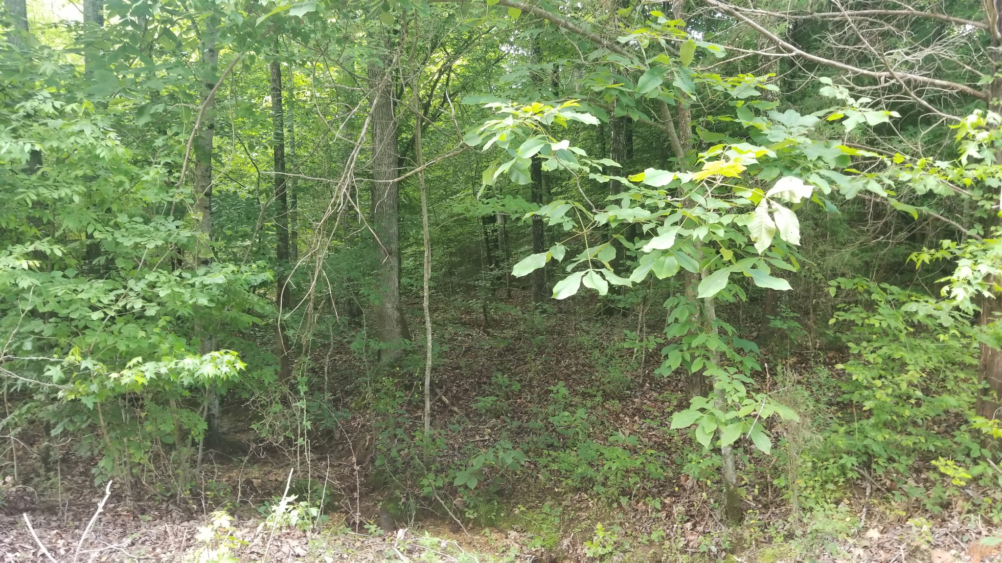 0 Morgan Creed Road Sugar Tree, TN 38380 - Photo 8 of 13 Gallery Image 8
