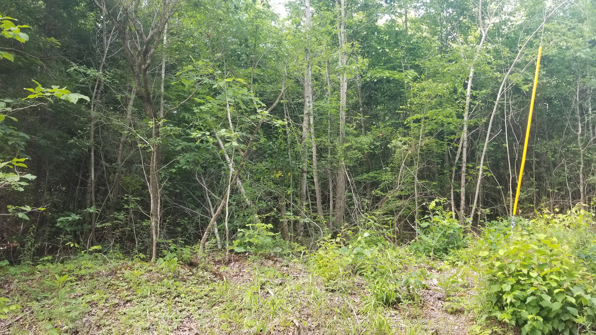 0 Morgan Creed Road Sugar Tree, TN 38380 - Photo 10 of 13 Gallery Image 10