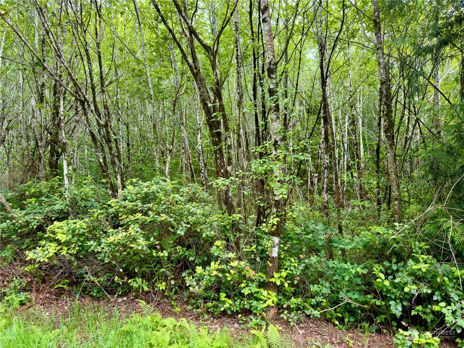 0 Griffith Street Aberdeen, WA 98520 - Photo 23 of 40 Gallery Image 23