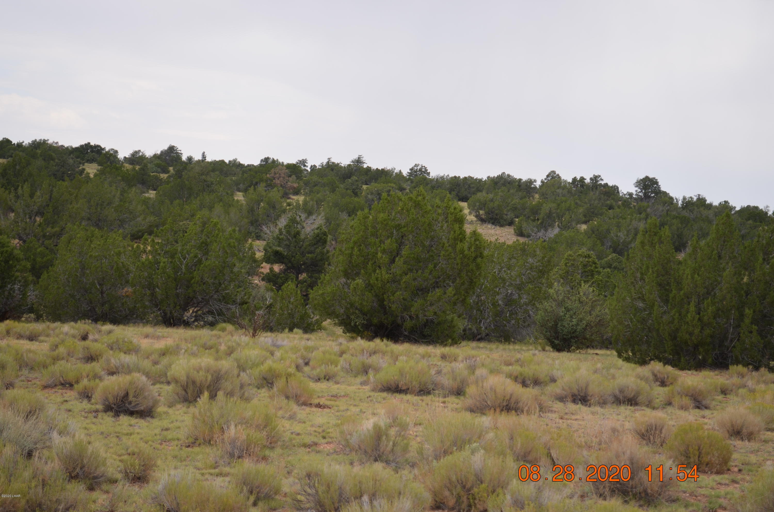a view of a dry yard
