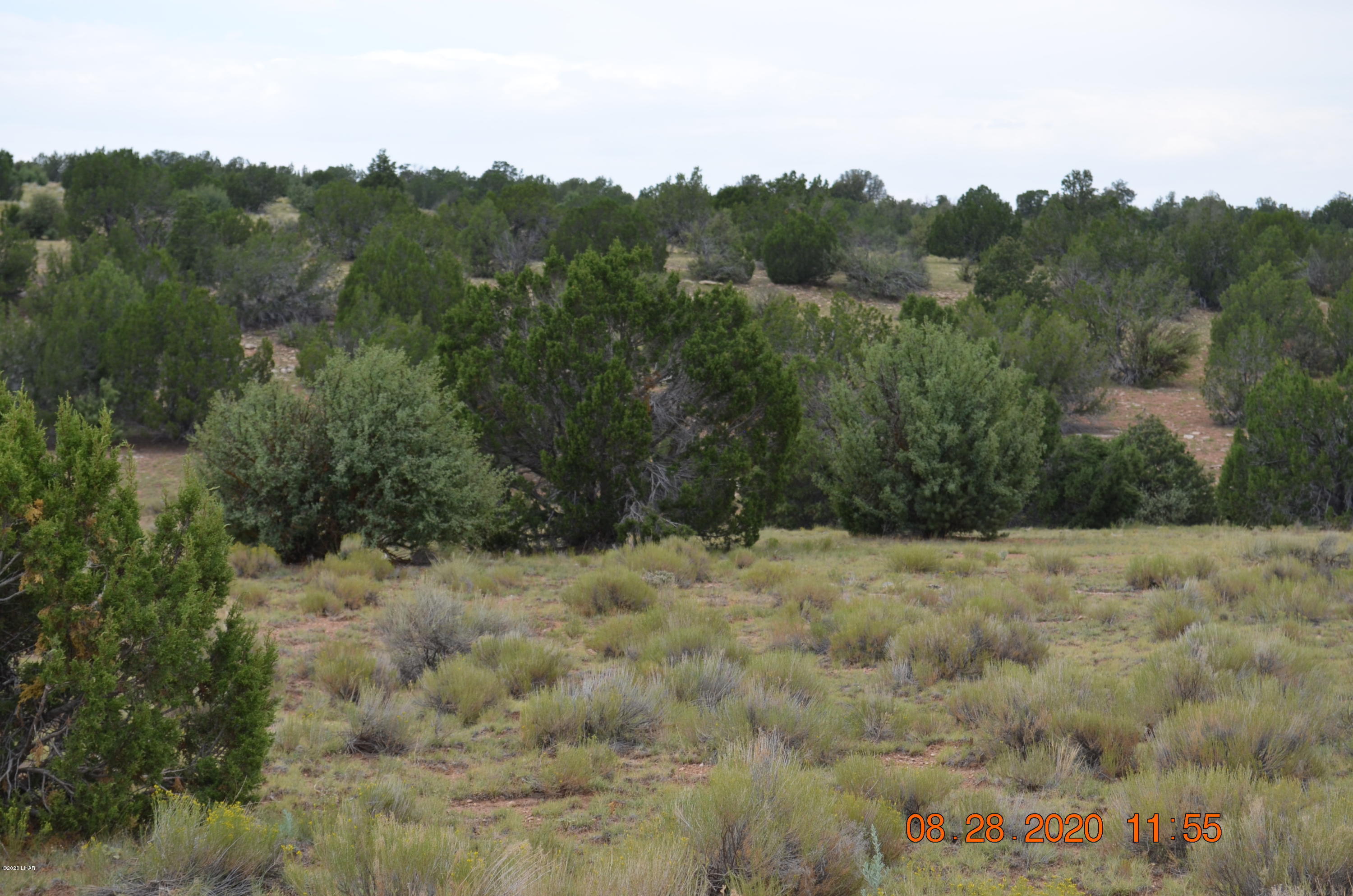 8852 West Bandera Pass Williams, AZ 86046 - Photo 16 of 19 a view of a dry yard with trees in the background