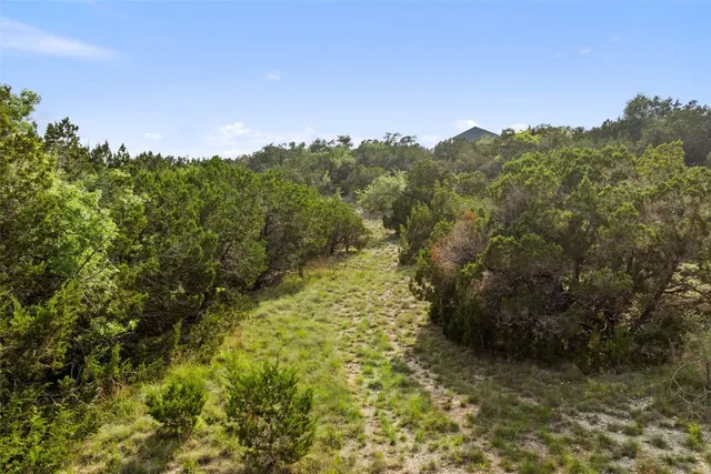 a view of a forest with a tree
