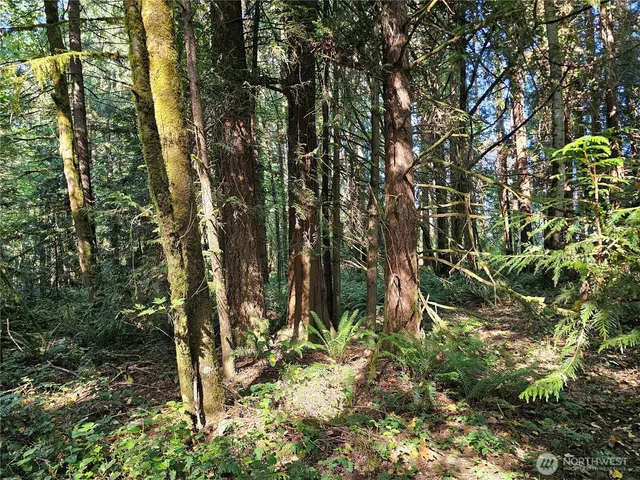 a view of a forest with a tree
