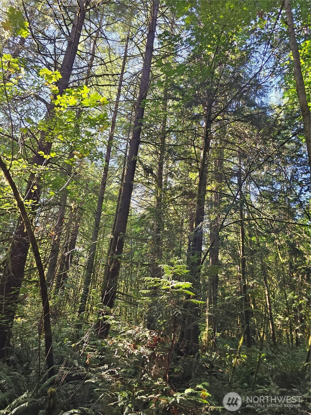 12624 183rd Avenue Southwest Rochester, WA 98579 - Photo 21 of 22