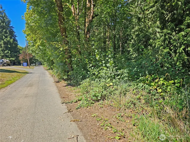 a view of a yard with plants and large trees