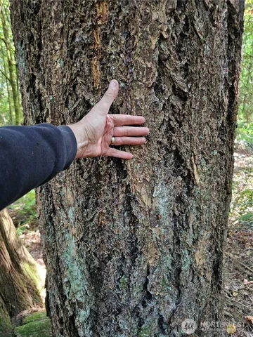 a view of a yard in a backyard