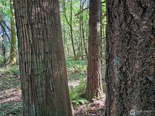 a view of a garden with plants