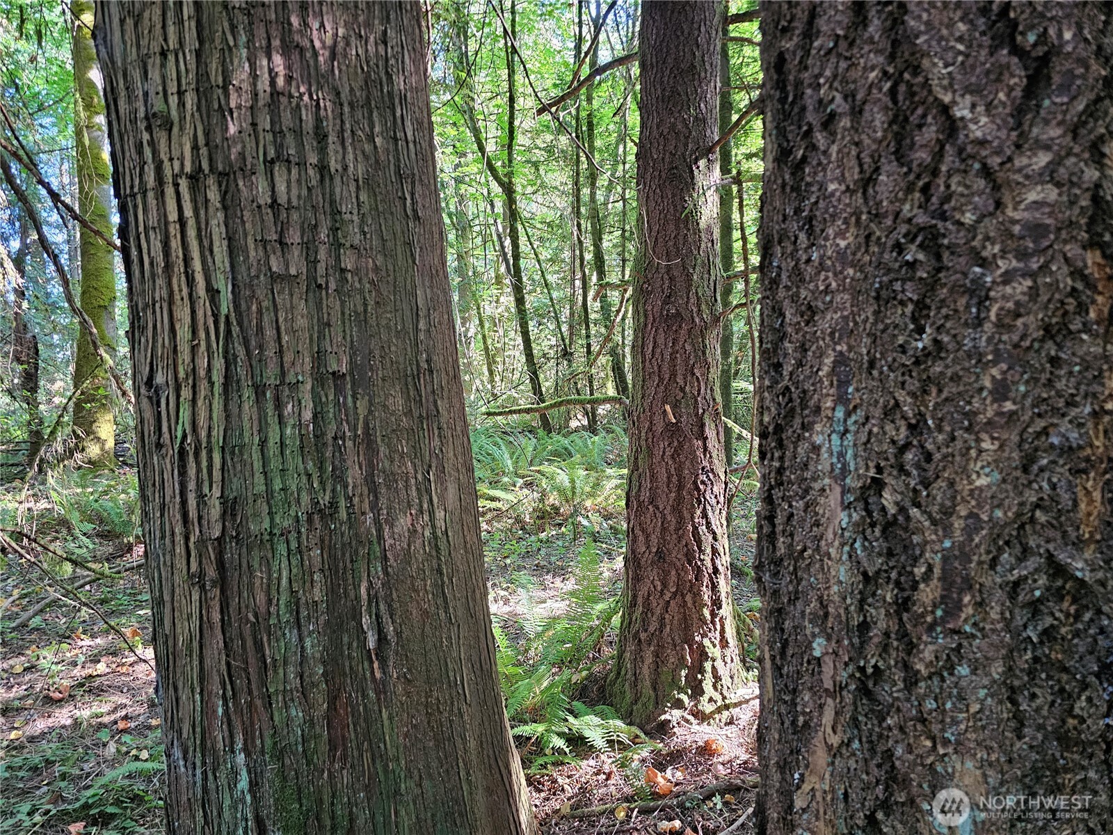 12624 183rd Avenue Southwest Rochester, WA 98579 - Photo 9 of 22