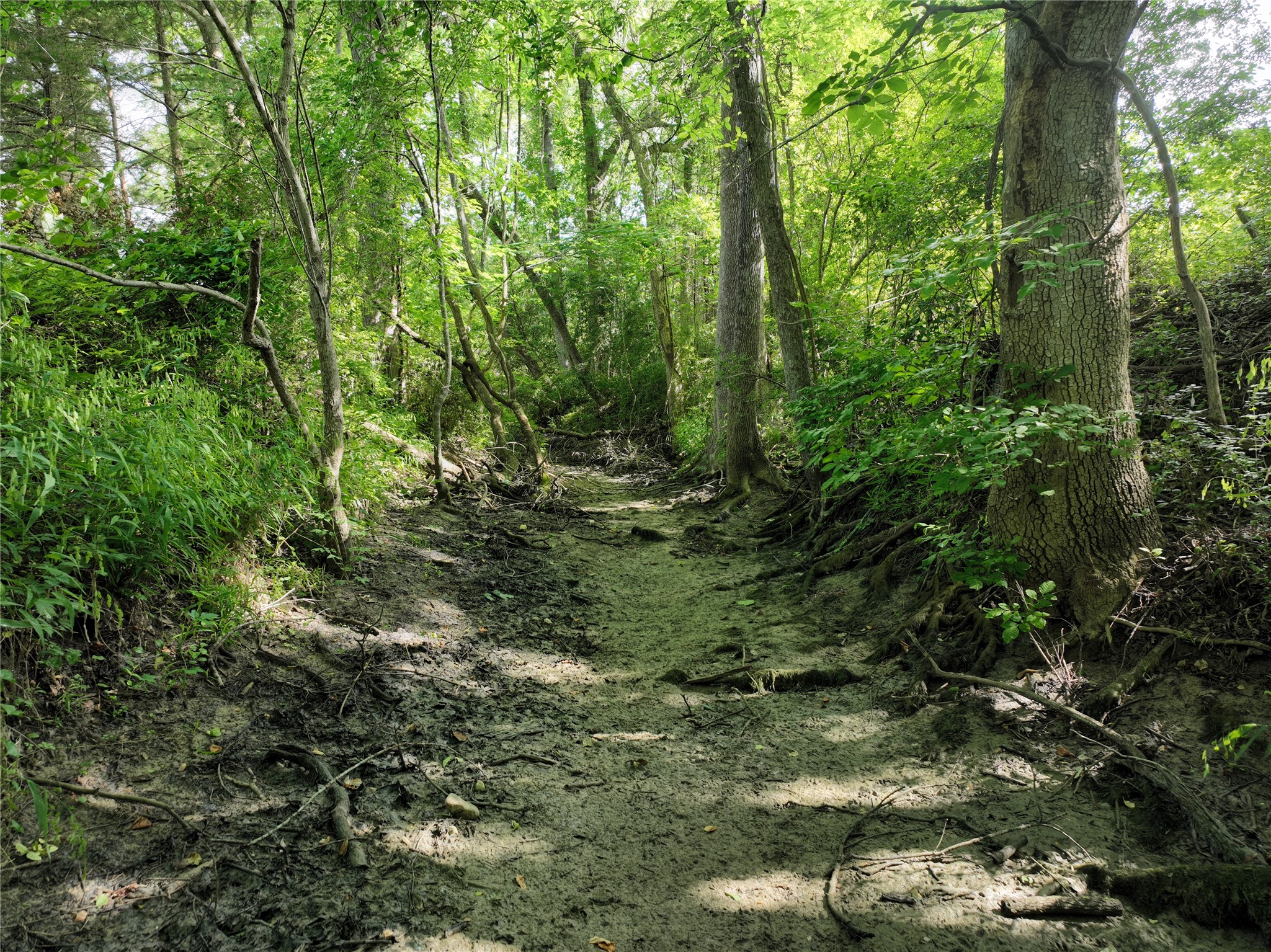 9491 Rocky Road Bellville, TX 77418 - Photo 4 of 19 a view of a forest with a tree