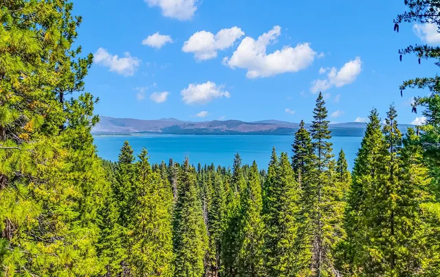 a view of a bunch of trees