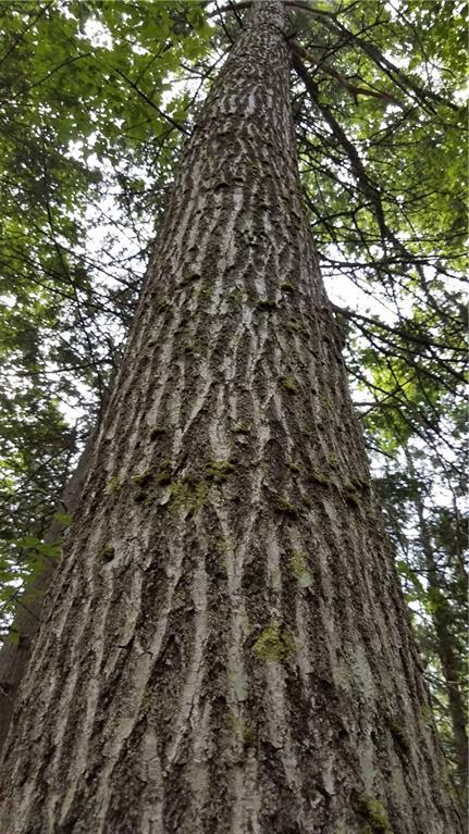 496 North Dixmont Road Troy, ME 04987 - Photo 31 of 35 Photo