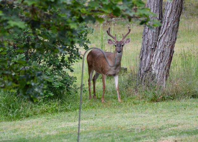 138 Draper Valley Road Selma, OR 97538 - Photo 30 of 42 Buck1