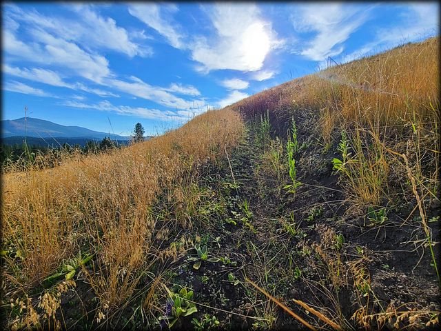 2550 Grimm Road Addy, WA 99101 - Photo 14 of 19