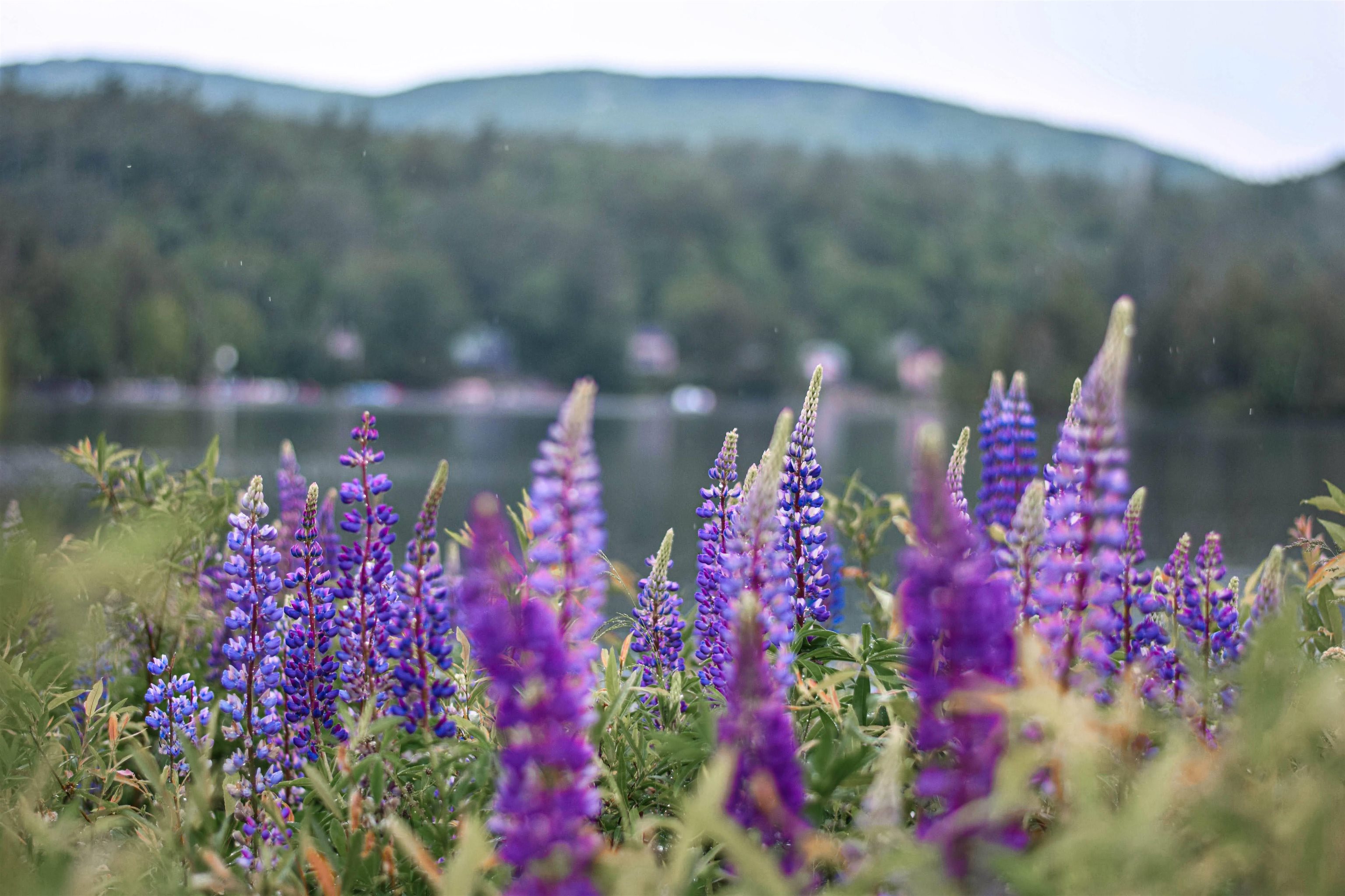 335 North Street Chester, VT 05143 - Photo 62 of 62