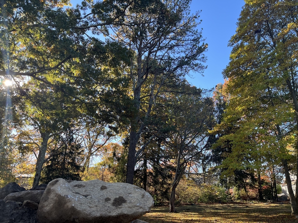 a view of outdoor space and tree s