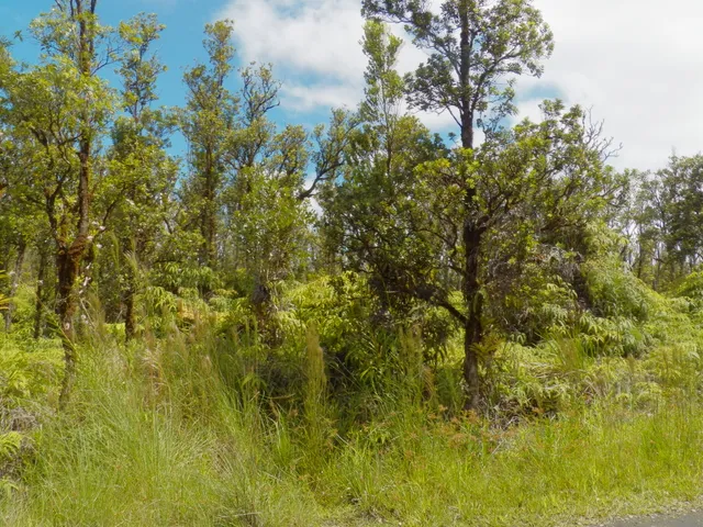 a view of a big yard with plants and large trees