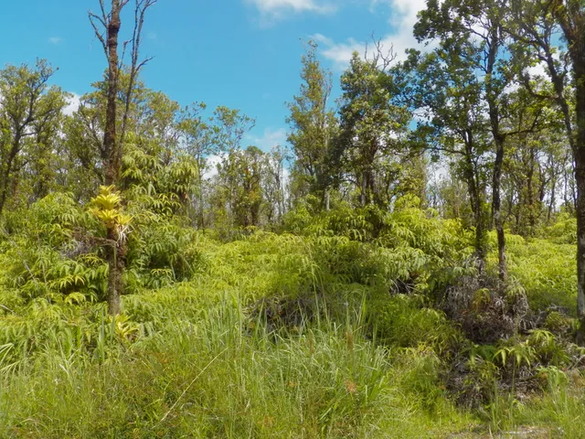 a view of a big yard with plants and large trees