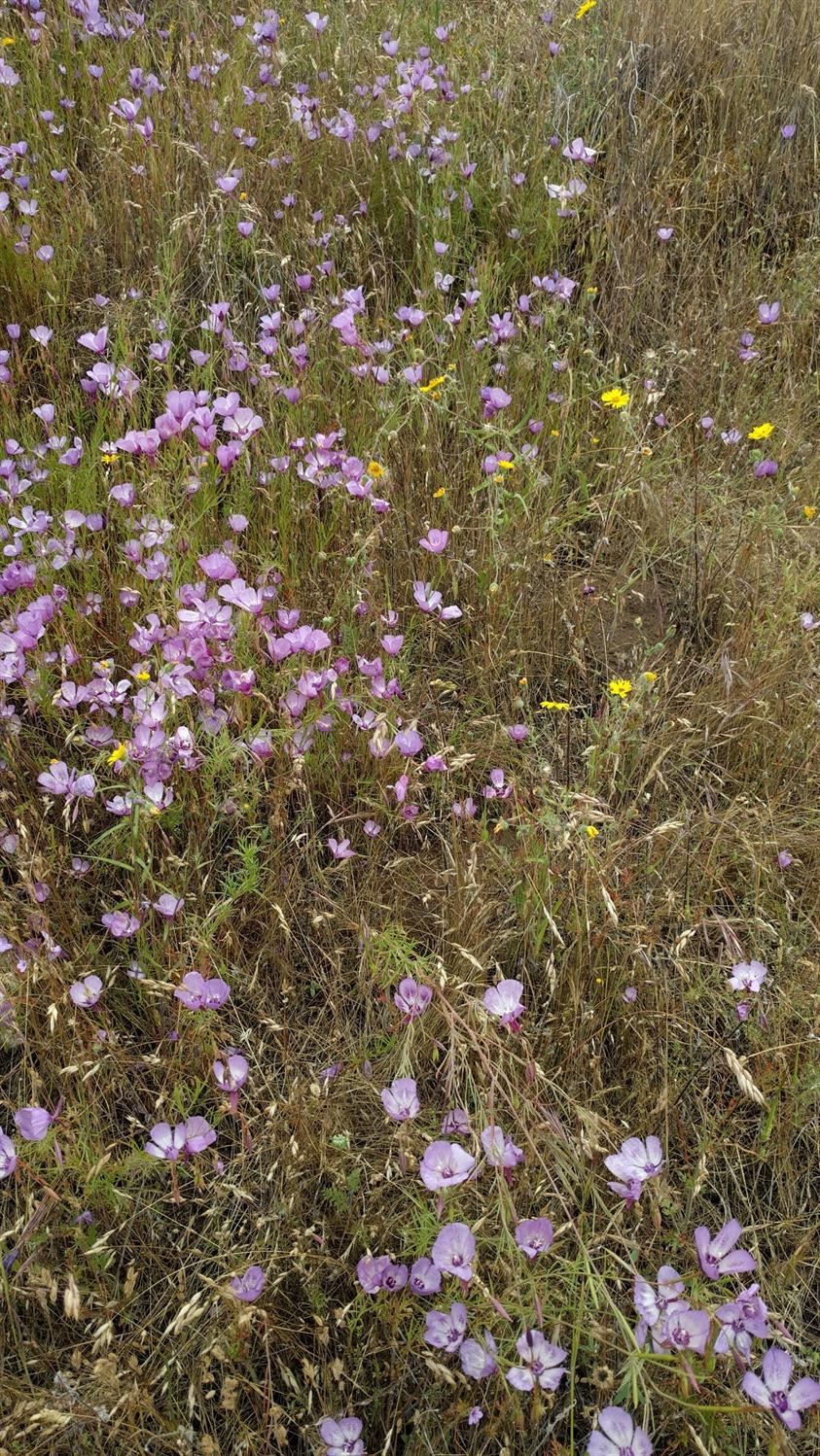 40837 Bear Creek Road Springville, CA 93265 - Photo 18 of 36 Wildflowers on Lower Pad