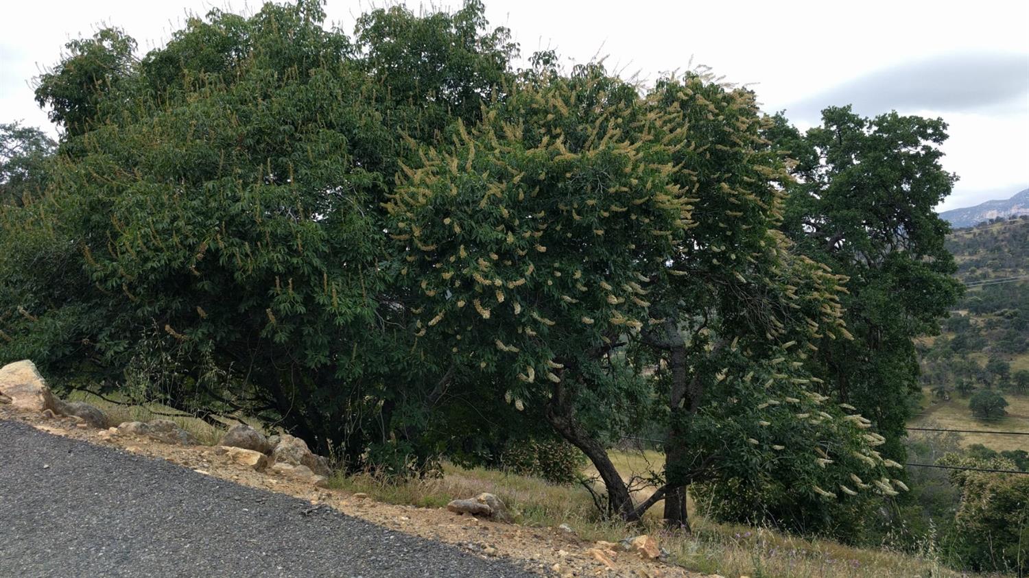 40837 Bear Creek Road Springville, CA 93265 - Photo 20 of 36 There are mature trees scattered throughout the property