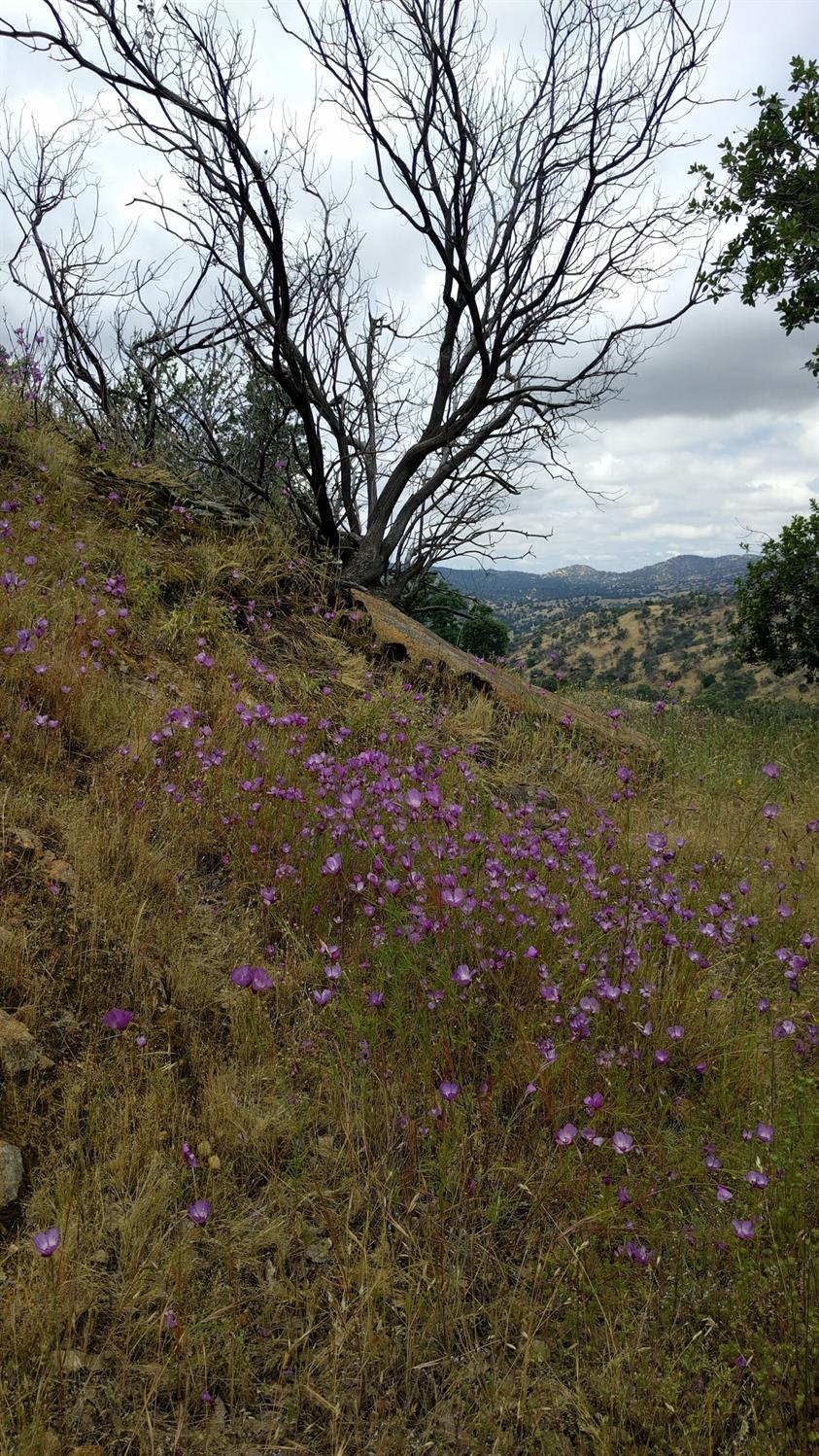 40837 Bear Creek Road Springville, CA 93265 - Photo 32 of 36 Wildflowers on Upper Pad