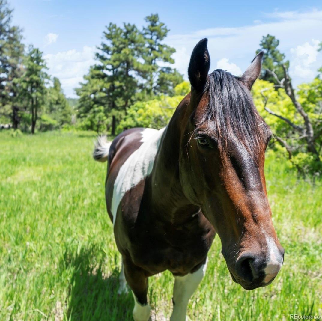 8221 Cuerna Verde Road Rye, CO 81069 - Photo 43 of 50 a view of statue in a garden