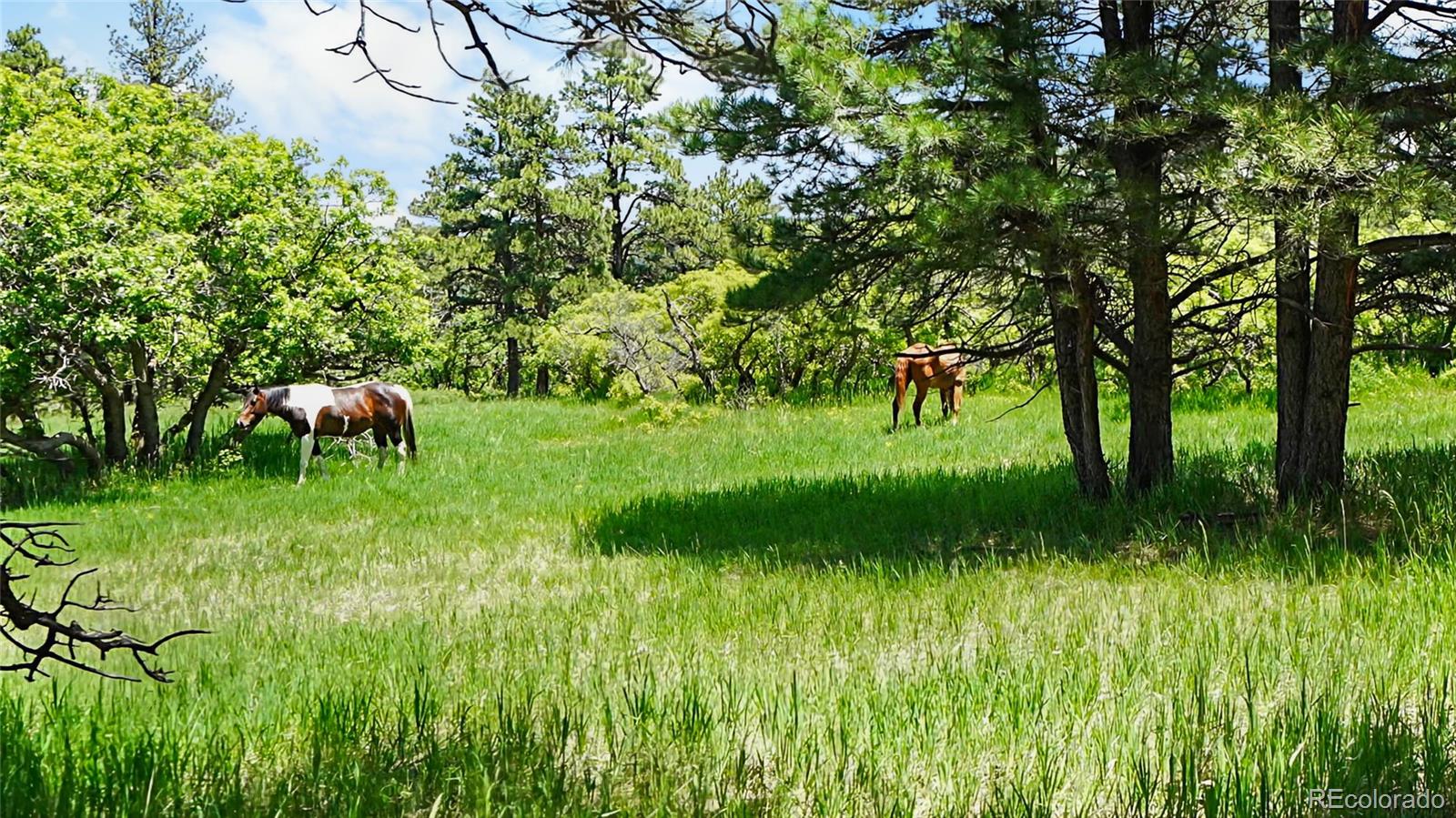 8221 Cuerna Verde Road Rye, CO 81069 - Photo 44 of 50 a view of a garden