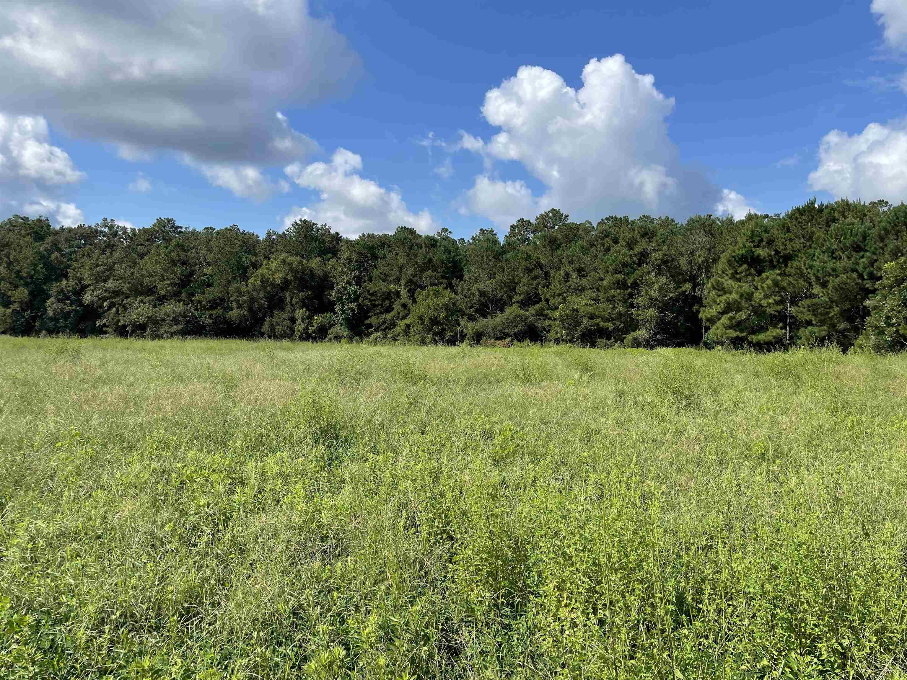 Xx Spooner Road Quincy, FL 32351 - Photo 6 of 9 Gallery Image 6