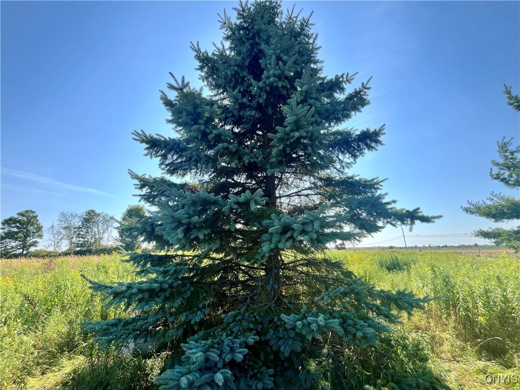 24458 Dano Road Theresa, NY 13691 - Photo 2 of 7