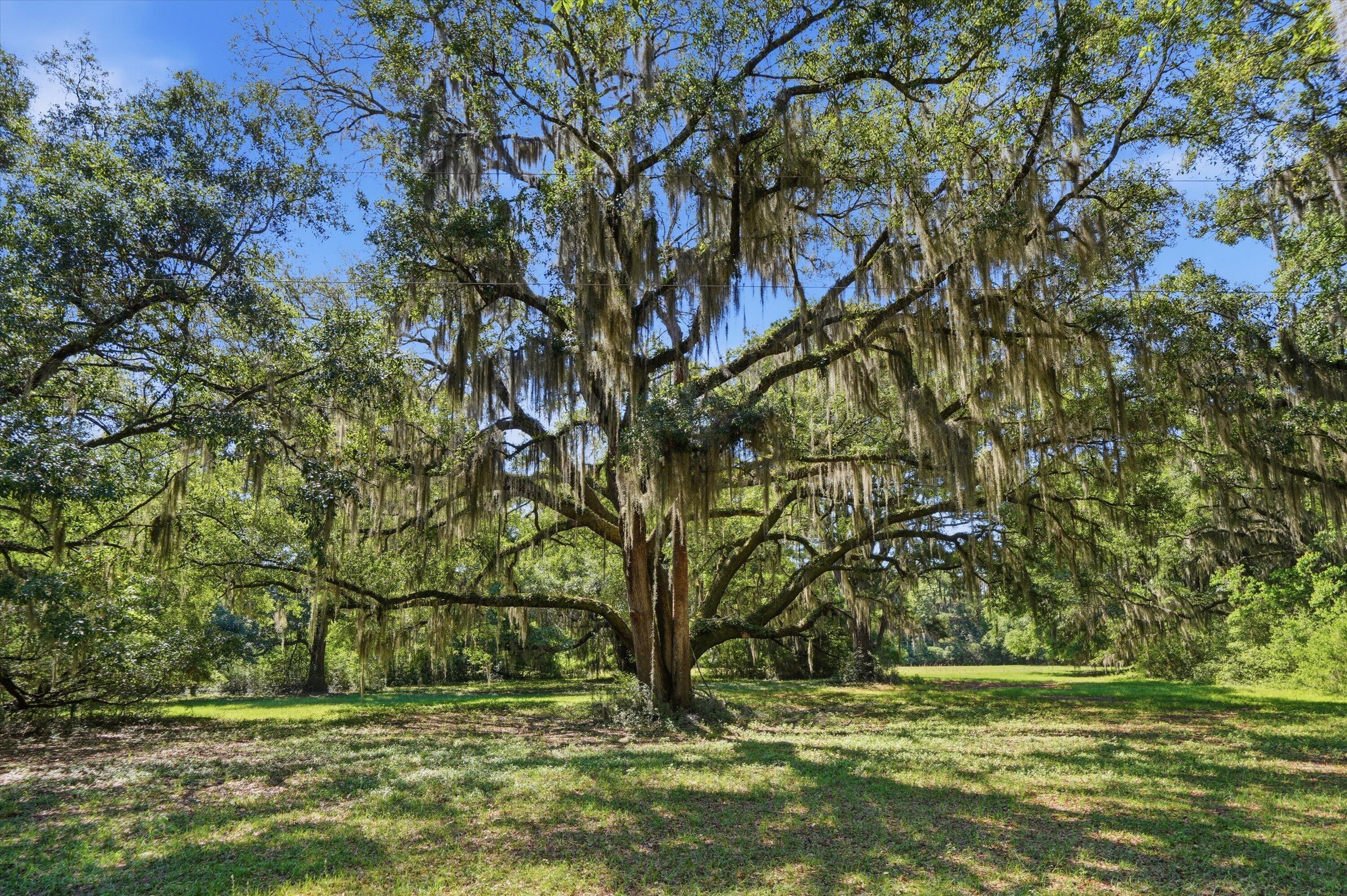 7817 Little Britton Road, Unit LOT C2 Meggett, SC 29449 - Photo 5 of 21