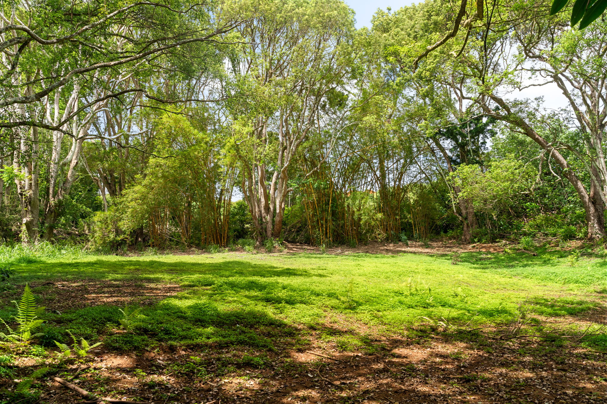 83 B Hauiki Road Kapaa, HI 96746 - Photo 19 of 30 a big yard with lots of green space and trees