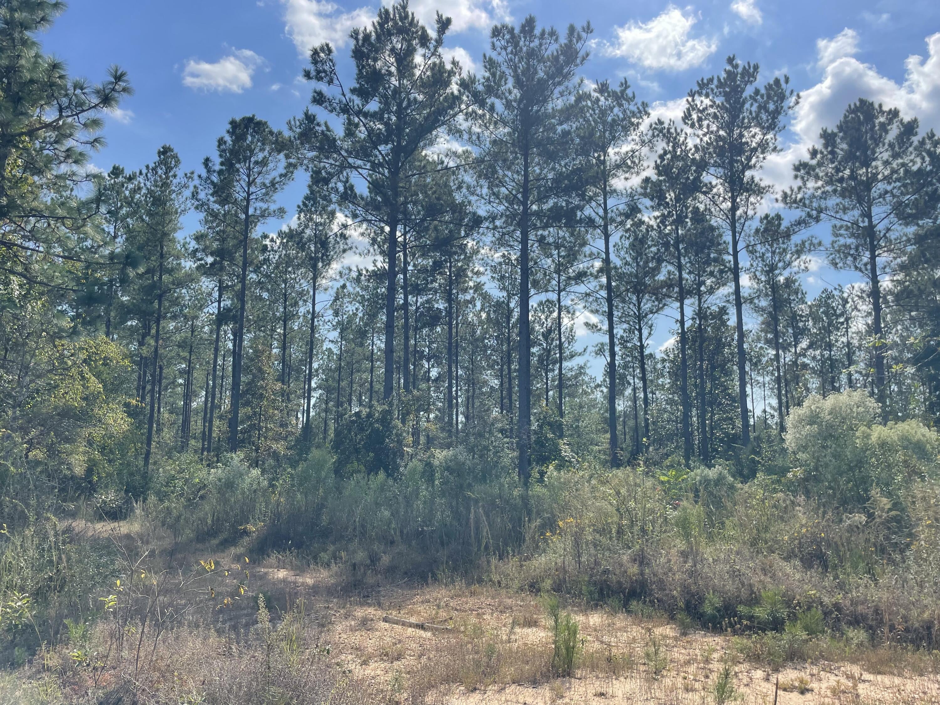 Tbd Holly Springs Road Foxworth, MS 39483 - Photo 2 of 22 IMG_7638