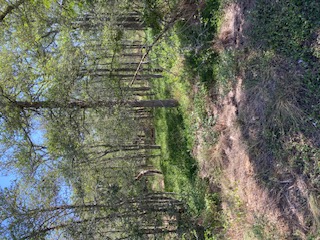 St-johns St Johns Road Dale, TX 78616 - Photo 12 of 14 a big yard with lots of green space and deers
