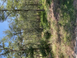 St-johns St Johns Road Dale, TX 78616 - Photo 13 of 14 a big yard with lots of green space and house