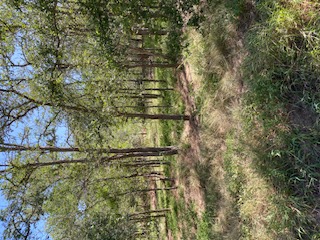 St-johns St Johns Road Dale, TX 78616 - Photo 14 of 14 a view of outdoor space with trees all around