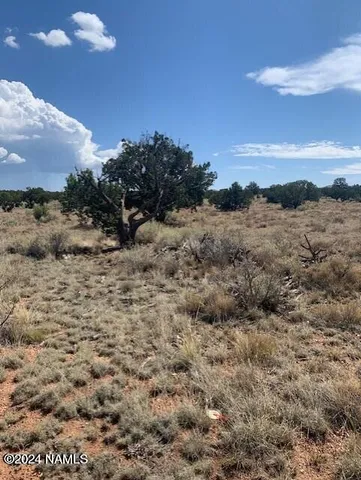 a view of a dry yard