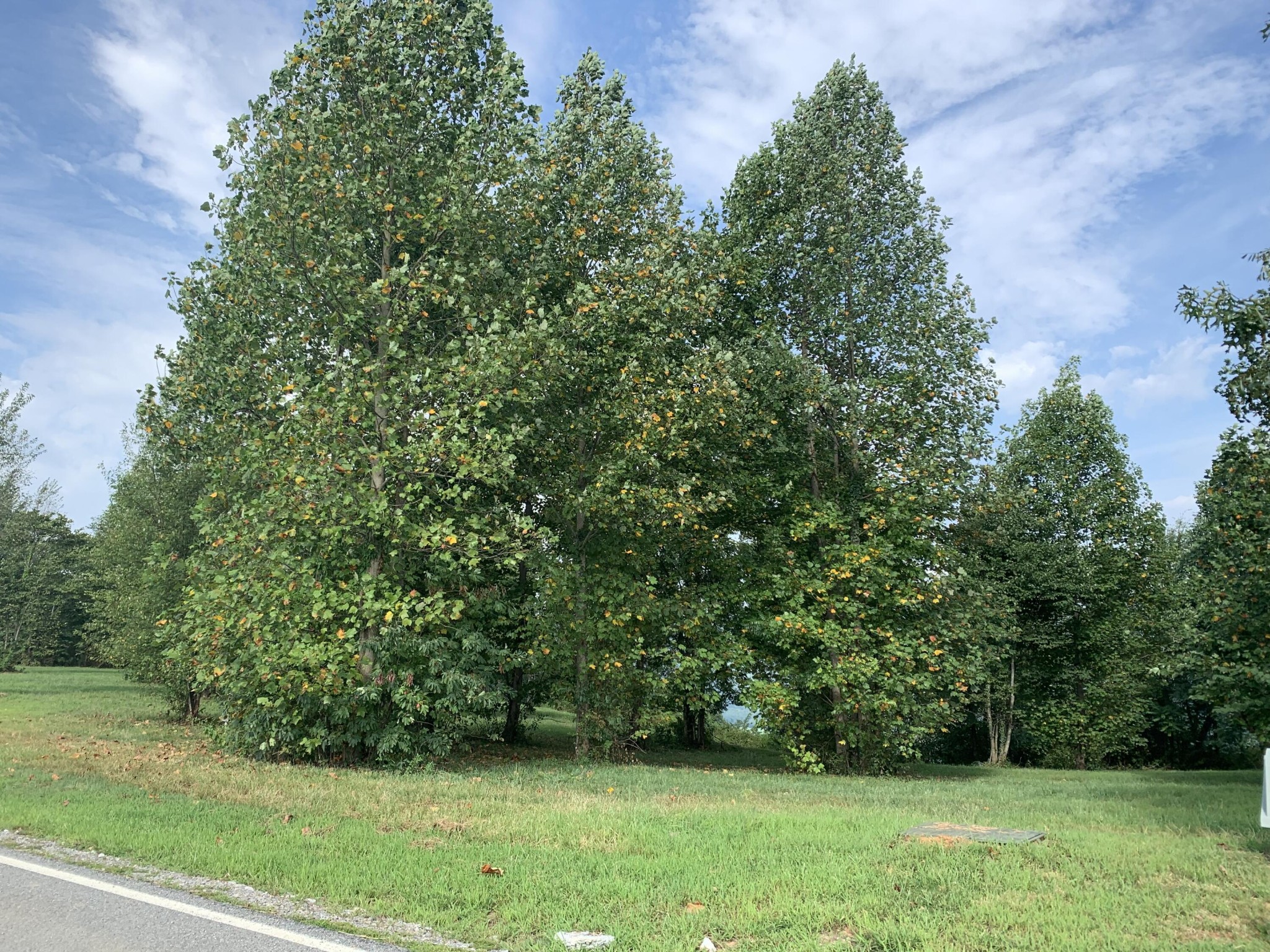 755 Sunset Circle Jasper, TN 37347 - Photo 14 of 44 a view of a yard