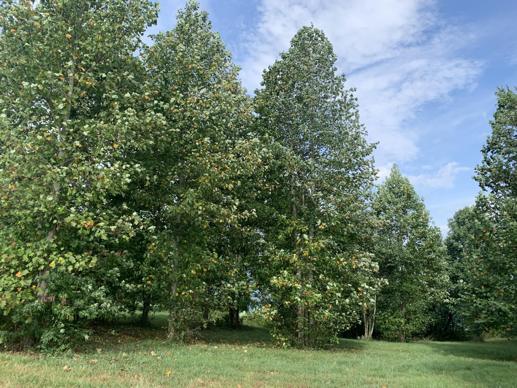 755 Sunset Circle Jasper, TN 37347 - Photo 15 of 44 a view of a trees with a yard