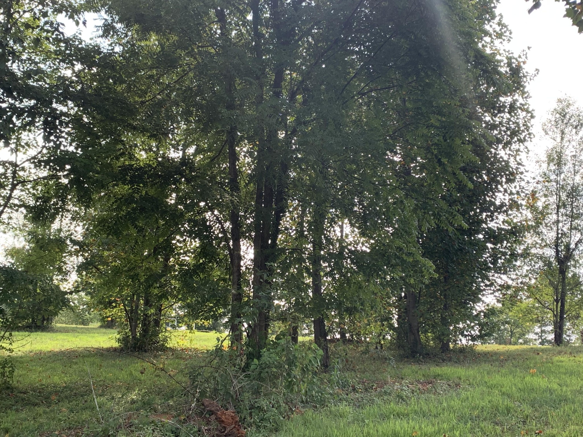 755 Sunset Circle Jasper, TN 37347 - Photo 17 of 44 a view of yard with trees