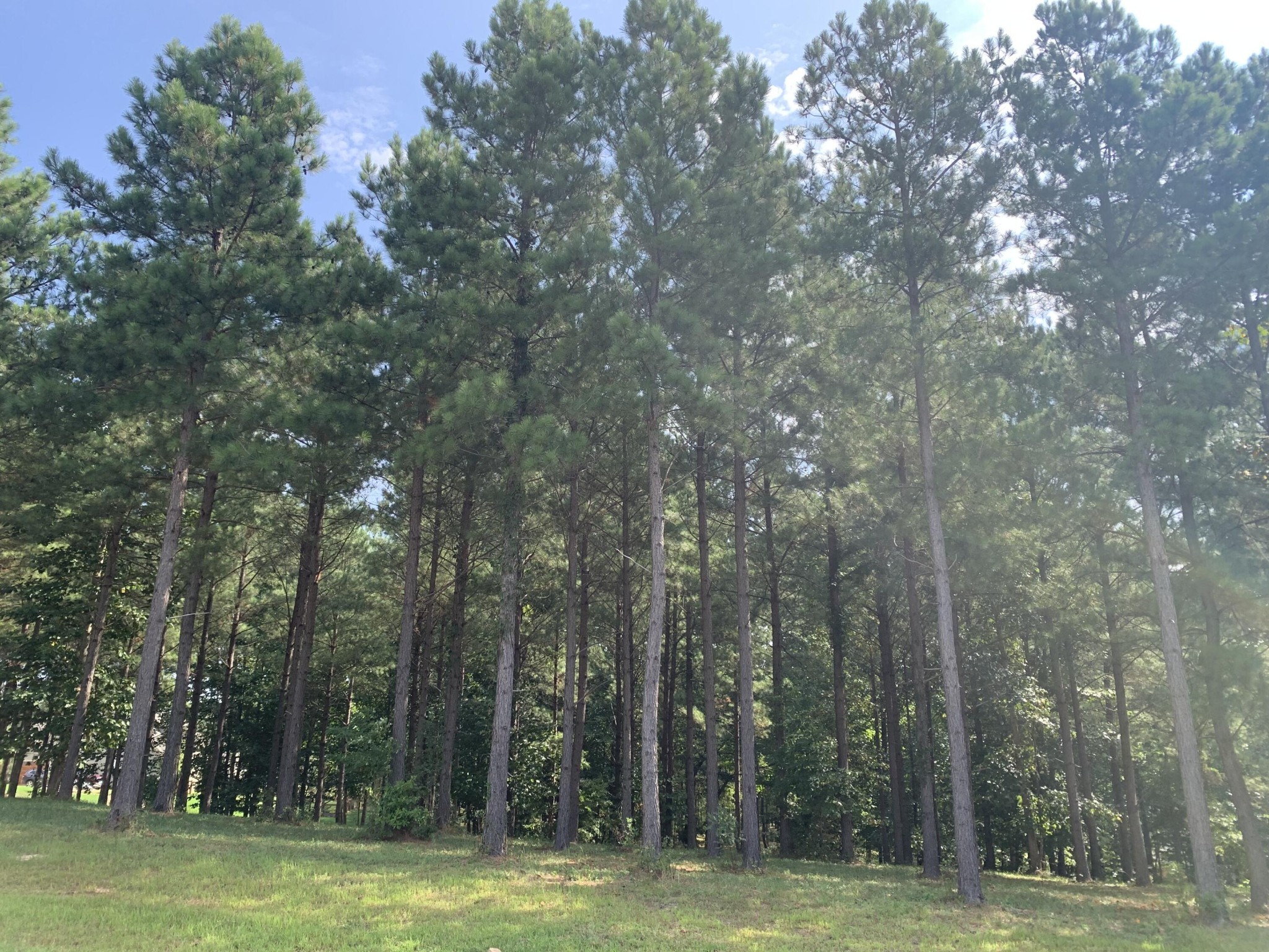 755 Sunset Circle Jasper, TN 37347 - Photo 18 of 44 a view of a park with trees in the background